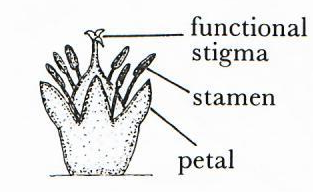 Bisexual or Hermaphrodite Flower